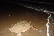 DNYANIN GZ ONLARDA... CARETTA CARETTA?LAR HAKKINDA BLMEK STEDNZ HER EY...