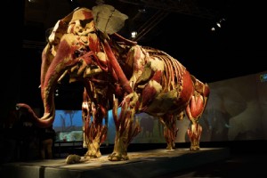 MODERN NUH’UN GEMS GB... ’’BODY WORLDS: ANIMALS INSIDE OUT - GEREK HAYVANLARIN ANATOM SERGS’’